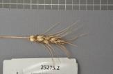 Click for 1 image(s) for this accession. Spike